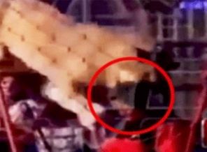 Aslan öğrencilerin gözleri önünde kadına saldırdı