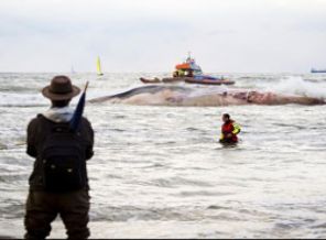 Dev balina karaya çekildi