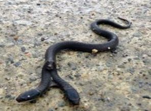 Çift başlı yılan ilgi odağı oldu(Video)