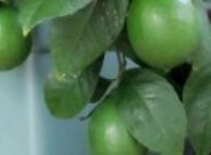 Limona zam gelince çakması çıktı