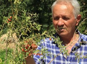 Adıyamanlı girişimciden tütüne alternatif meyve