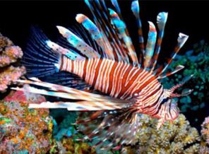 Akdeniz ve Ege'de zehirli balık uyarısı