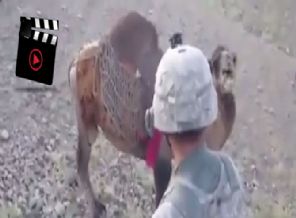'Selamun Aleykum' diyen ABD askerine deve bakın ne yaptı!