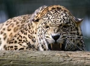 Kendisine saldıran leoparı kürekle öldürdü