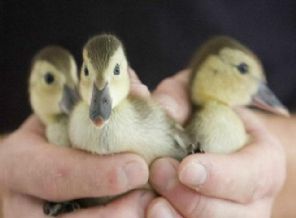 Yeni ev bulunmazsa yok olacaklar