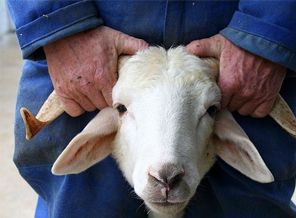 Diyanet'ten kurban hazırlığı