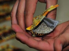 İzmir'de bonzai faciası