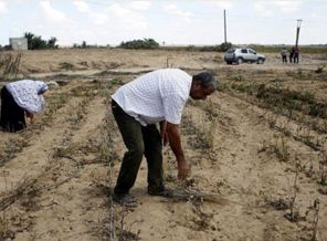 Gazze'nin tarımı zarar gördü