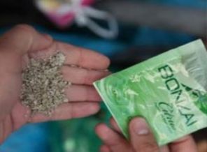 Bonzai tehlikesi cami bahçelerine kadar sıçradı