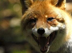 5 bin köpek infaz edildi