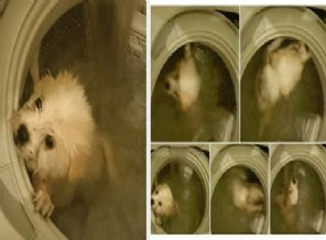 Köpeğini çamaşır makinesine attı, fotoğrafını paylaştı