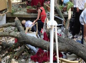 Devrilen ağaç olayından dram çıktı