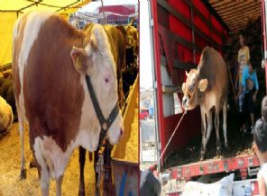 Kurbanlıklar pazara indi! İşte ilk fiyatları