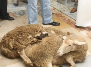 Kimler kurban kesmekle yükümlüdür?