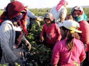 Okul açıldı onlar tarlada