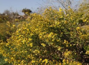 Böbrekleri korumanın doğal yolu altınbaşak otu