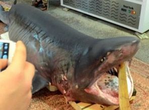 Çanakkale'de dev köpekbalığı yakalandı