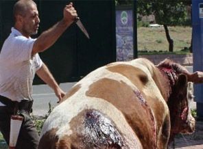 Boğayı kesimhaneye bıçaklayarak götürdü