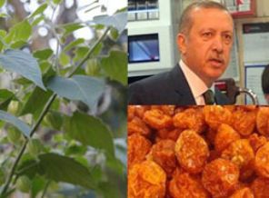 Erdoğan'ın sağlık sırrı eski günlerini arıyor