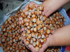 Fındık, 'altın' yılını yaşıyor