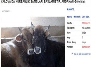 İnternetten kurbanlık satışı da başladı