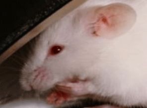 Emekli maaşını fareler kemirdi