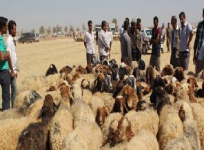 Suriyelilerin hayvanlarına da izin çıktı