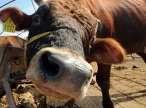 'Bu kurbanlar haram'