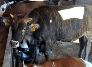 Mavi dil hastalığı tedirgin ediyor