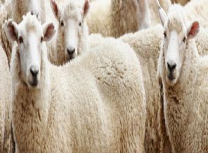 Davutoğlu'ndan bayram tatili müjdesi