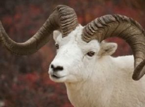 Köprü yasağı fiyatları etkiledi