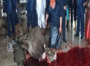 Kaçak ve uygunsuz kesim yapanlar yandı!