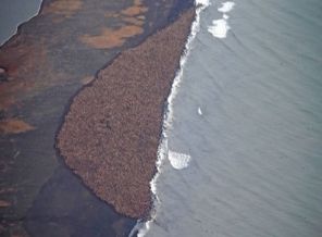 35 bin denizayısı yer arıyor!