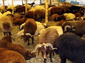 Hayvana eziyet, bütün sevabını götürür