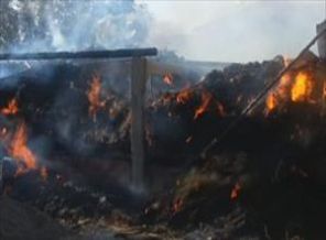 Bayram öncesi 250 Kurbanlık telef oldu