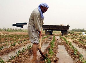 Pamuk üşümesin diye...