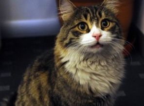 CHP hayvan hakları genelgesi yayınladı