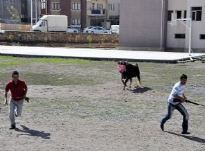 Kaçan boğaya uyuşturucu