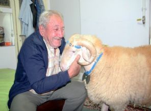 Kesmeye kıyamadığı koçunu bayramlaşmaya çıkardı