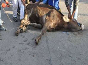 Kurban keserken hayatını kaybetti