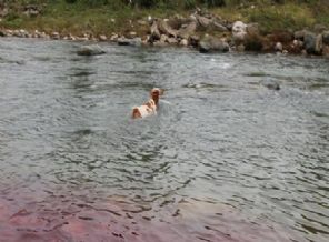 Rize'de kaçan dana dereye düştü