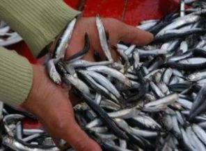 Balığı zehirleyerek avlıyorlar