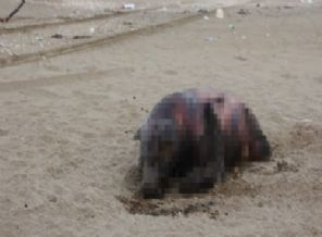 Sinop sahiline vuran 'yaratık' korkuttu!