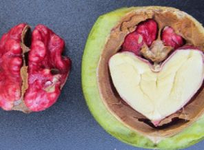 Artık 'kırmızı cevizimiz' var