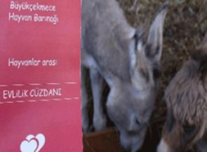 Büyükçekmece'de iki eşek dünyaevine girdi