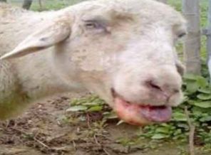 Çanakkale'nin 37 köyünde mavidil karantinası