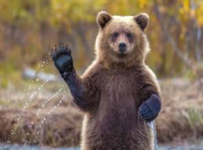 Kovanlarını dağıtan ayıdan şikayetçi oldu