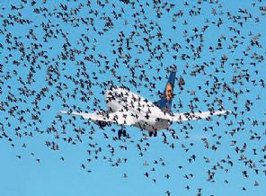 Kuşlar uçak düşüremeyecek