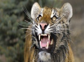 Putin'in saldığı kaplan kümese saldırdı