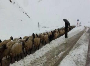 Yaylada mahsur kalan çobanlar kurtarıldı